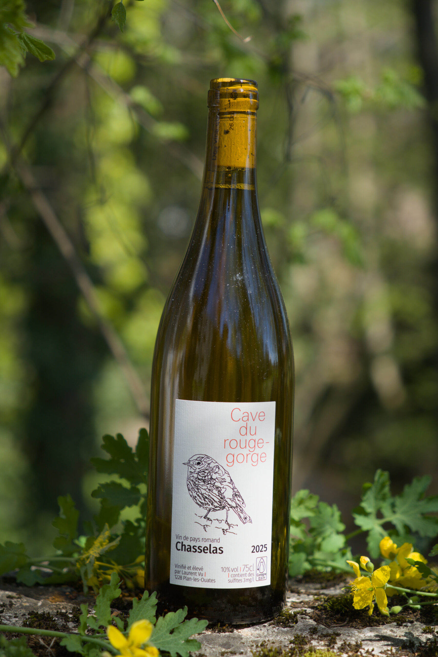 Chasselas argile du Rouge-Gorge